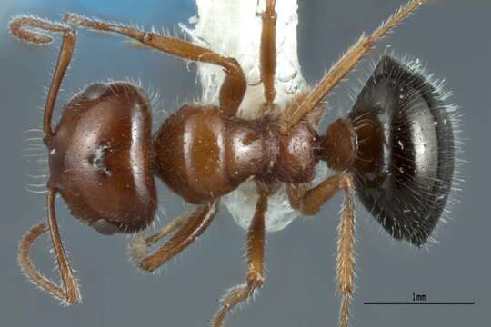 Image of Melophorin Ants