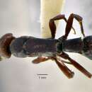 Image of Platythyrea pilosula (Smith 1858)