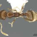 Image of Monomorium holothir Bolton 1987