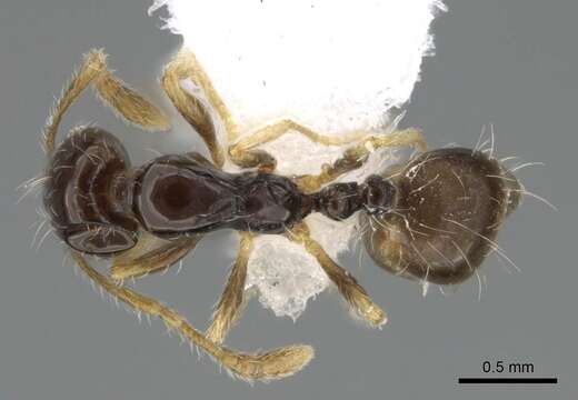 Image of Monomorium balathir Bolton 1987