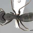 Image of Camponotus acvapimensis Mayr 1862