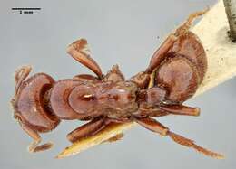 Plancia ëd Centromyrmex gigas Forel 1911