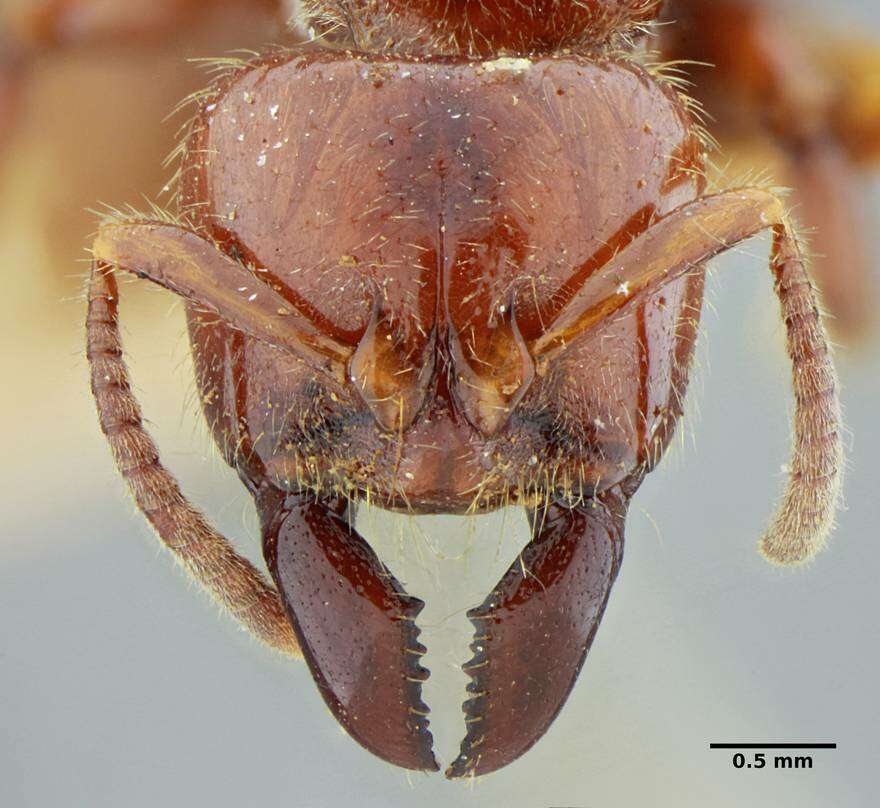 Plancia ëd Centromyrmex gigas Forel 1911