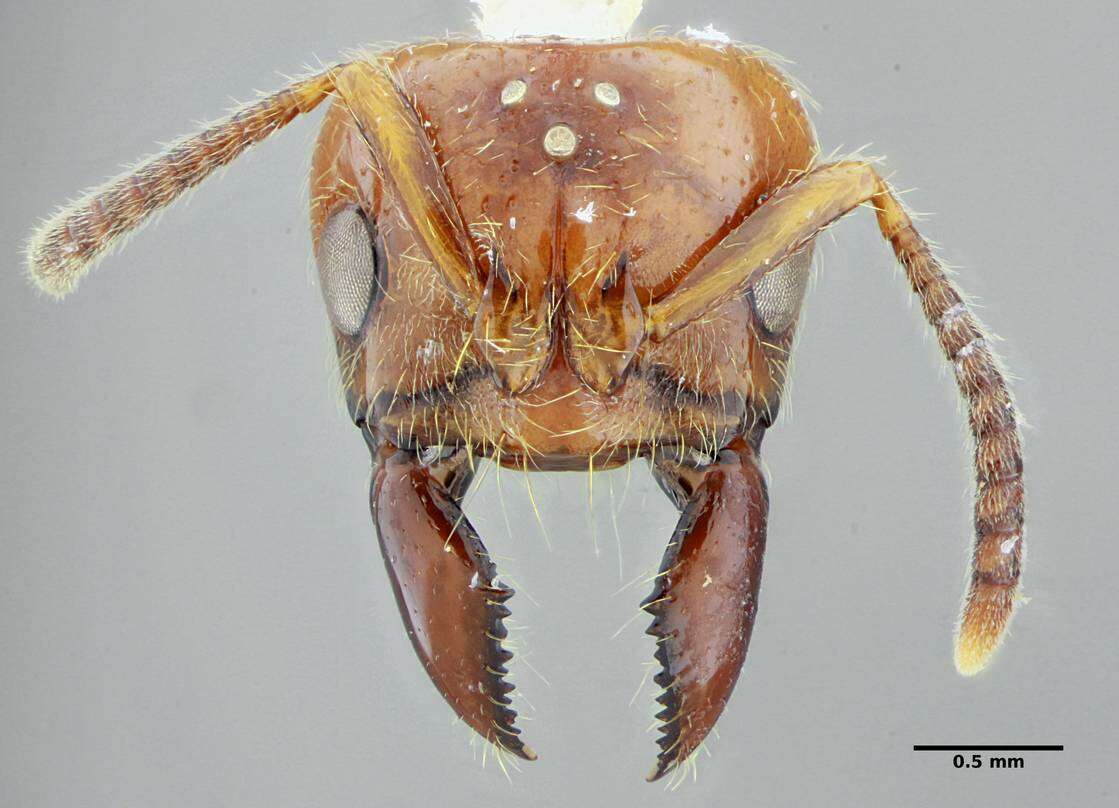 Plancia ëd Centromyrmex gigas Forel 1911