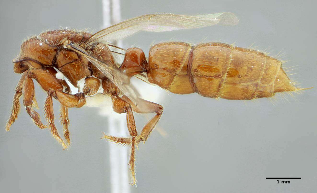 Plancia ëd Centromyrmex gigas Forel 1911