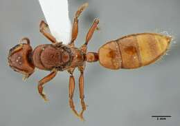 Plancia ëd Centromyrmex gigas Forel 1911