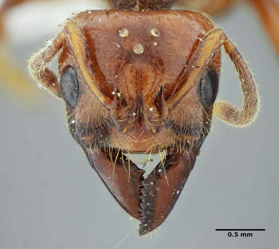 Plancia ëd Centromyrmex gigas Forel 1911