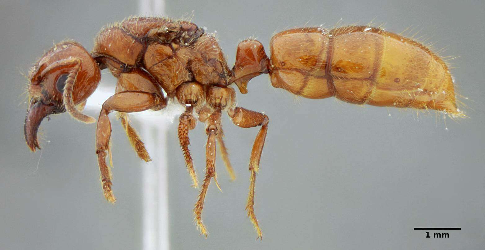 Plancia ëd Centromyrmex gigas Forel 1911