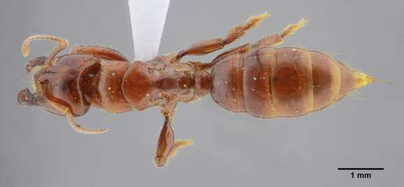 Imagem de Centromyrmex