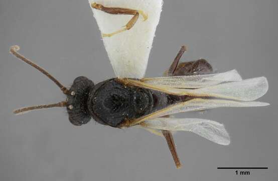 Centromyrmex brachycola (Roger 1861) resmi