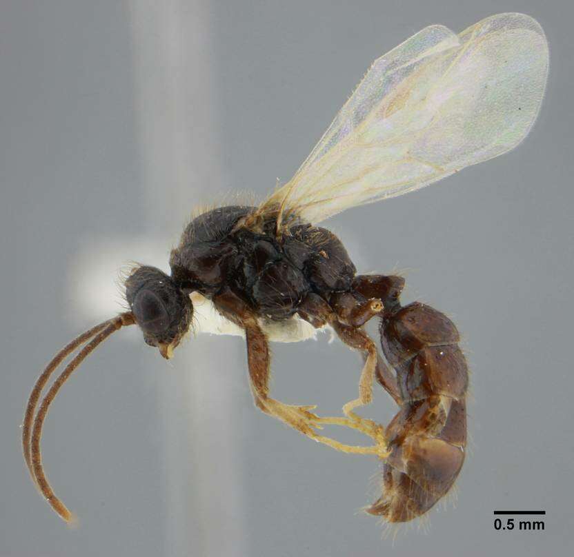 Imagem de Centromyrmex brachycola (Roger 1861)