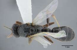 Imagem de Centromyrmex brachycola (Roger 1861)