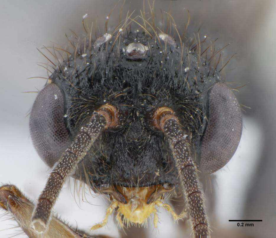 Imagem de Centromyrmex brachycola (Roger 1861)