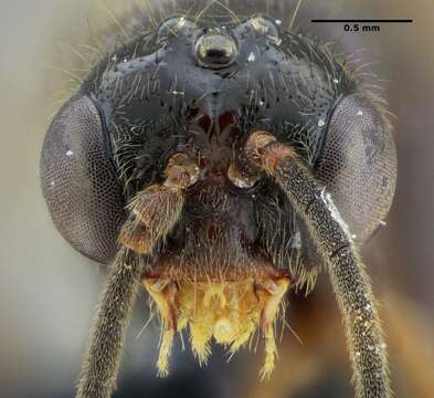 Imagem de Centromyrmex