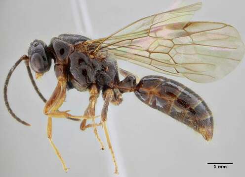 Imagem de Centromyrmex