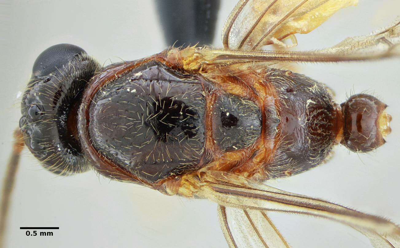 Imagem de Centromyrmex