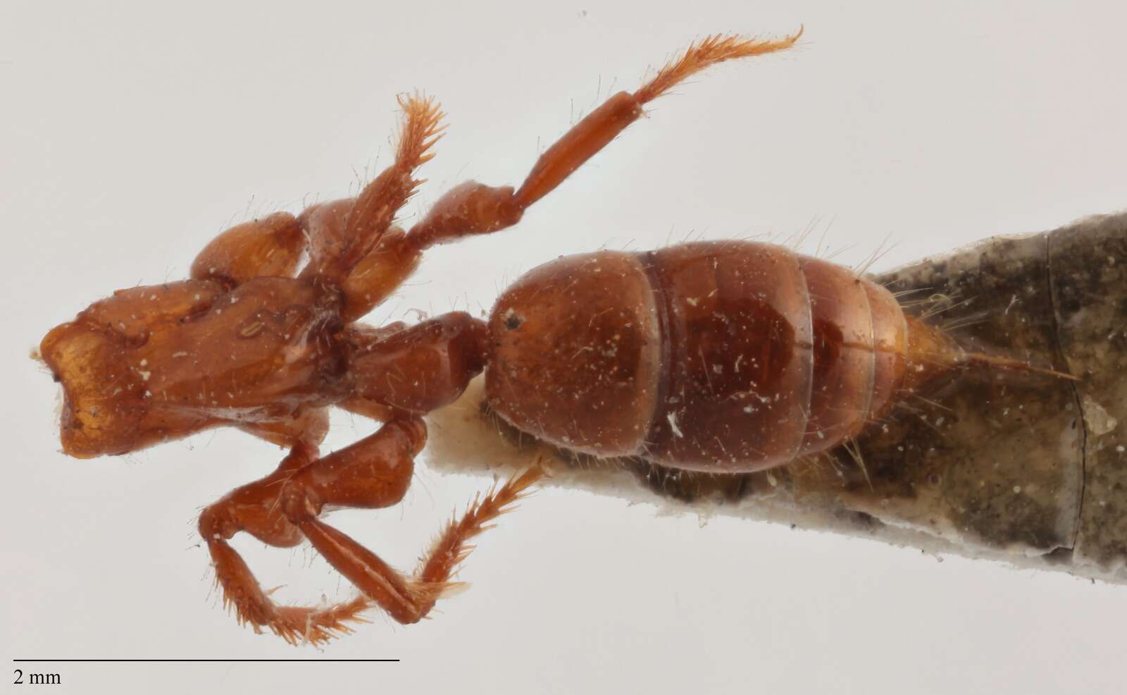 Imagem de Centromyrmex brachycola (Roger 1861)