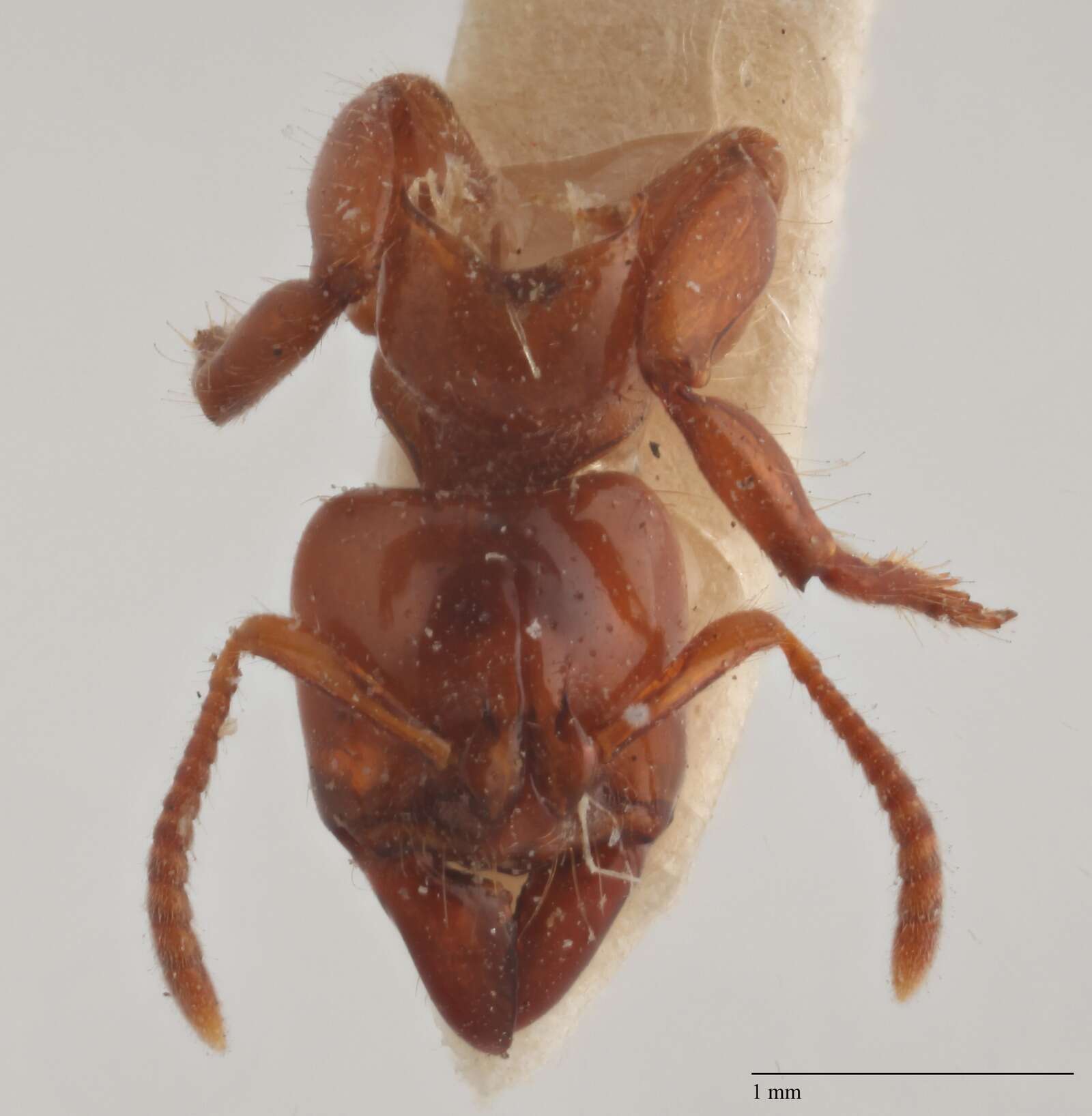 Imagem de Centromyrmex brachycola (Roger 1861)