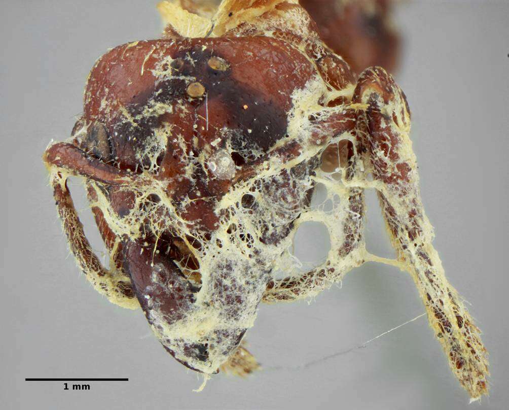 Plancia ëd Centromyrmex gigas Forel 1911