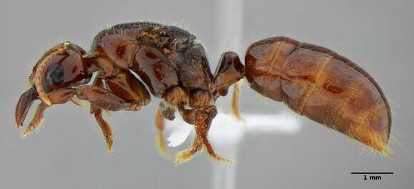 Plancia ëd Centromyrmex