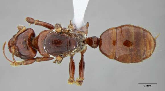 Plancia ëd Centromyrmex