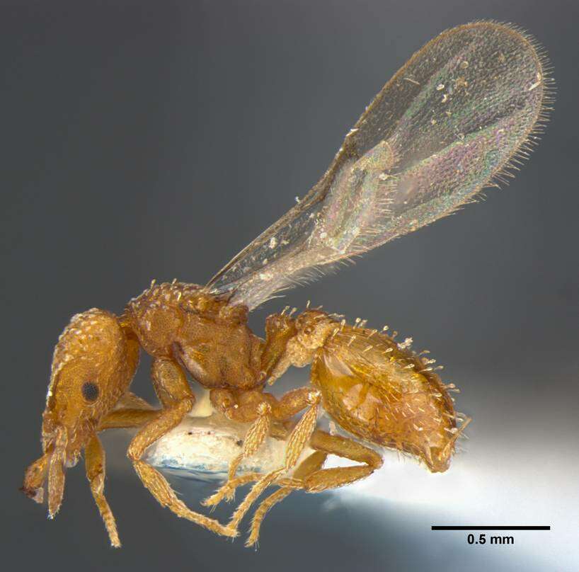 Image of <i>Strumigenys anchis</i>