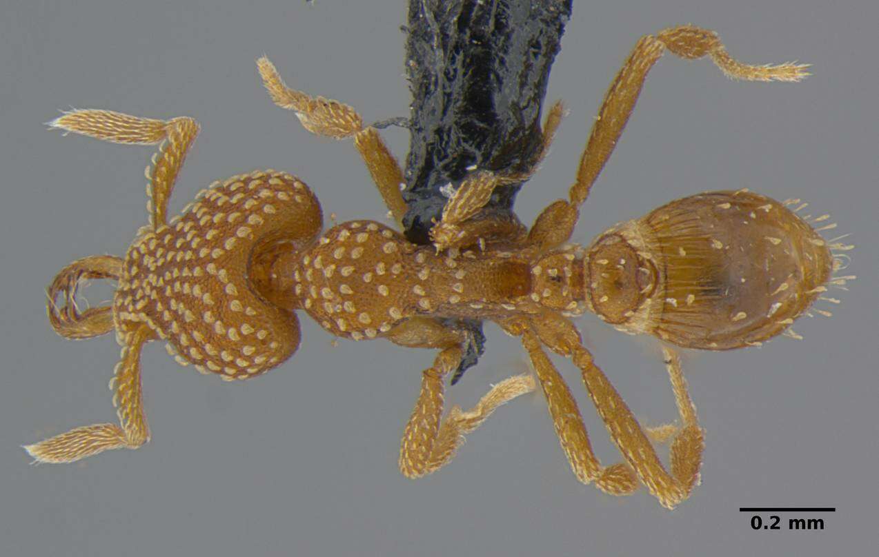 Image of <i>Strumigenys anchis</i>