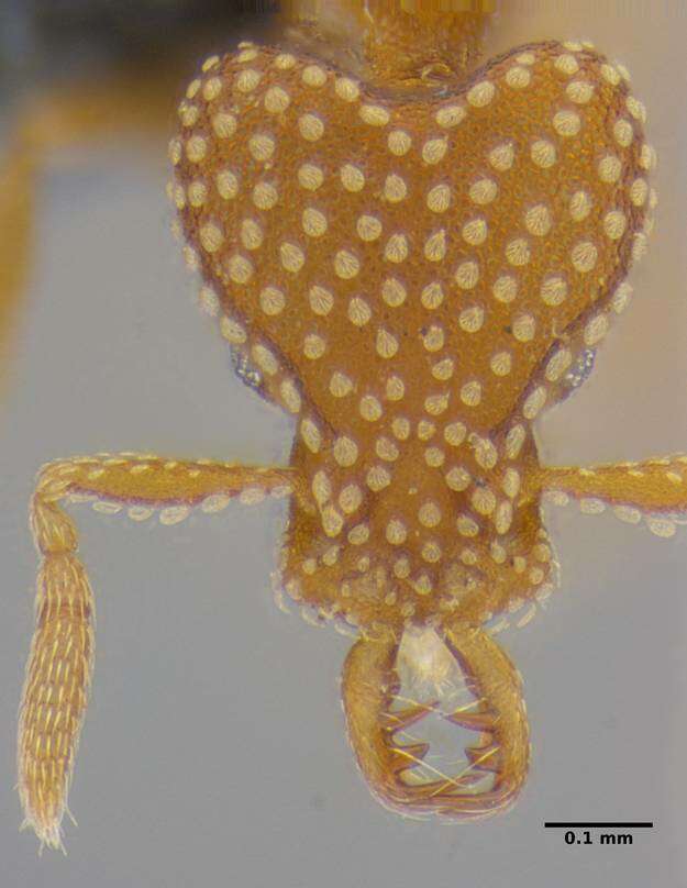Image of <i>Strumigenys anchis</i>