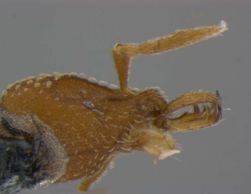 Image of <i>Strumigenys anchis</i>