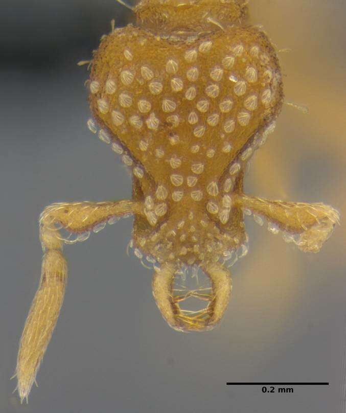 Image of <i>Strumigenys miniteras</i>