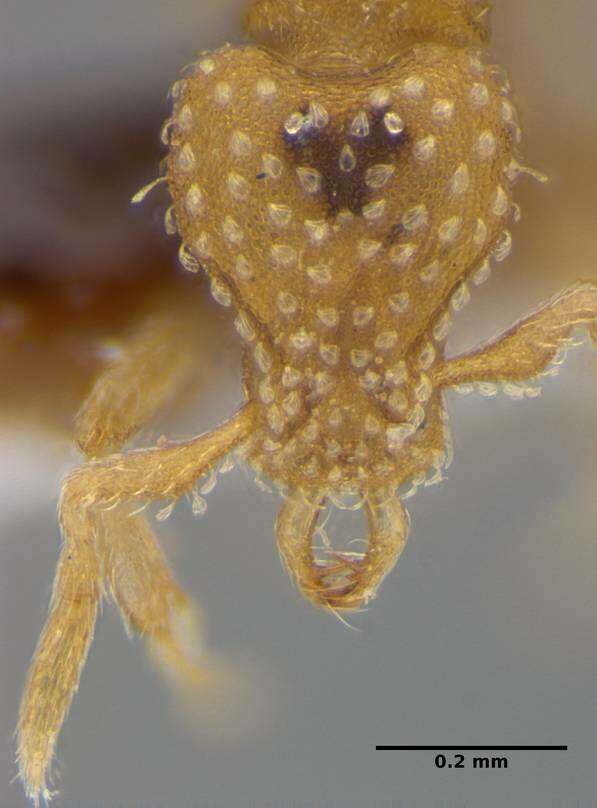 Image of <i>Strumigenys radix</i>