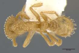 Image of <i>Strumigenys radix</i>