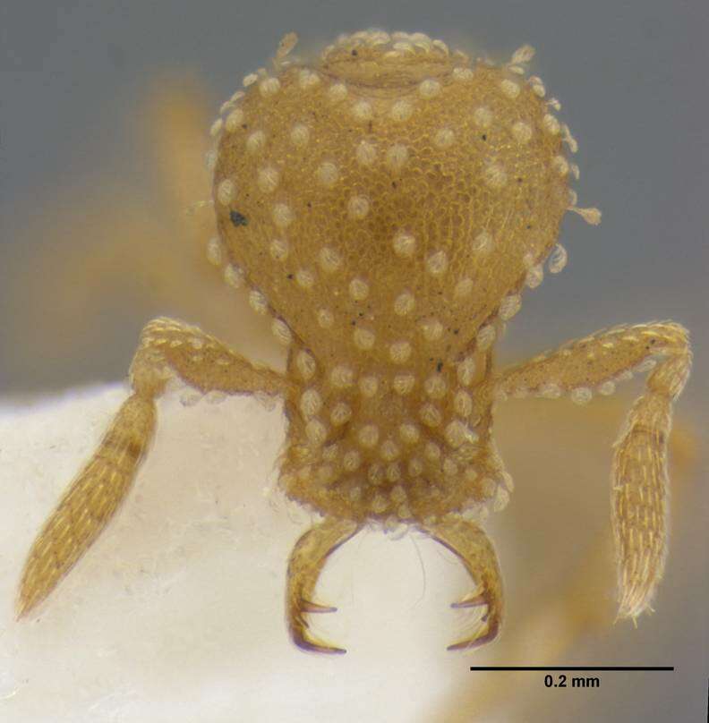 Image of <i>Strumigenys radix</i>