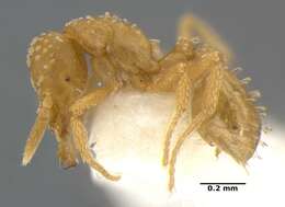 Image of <i>Strumigenys radix</i>