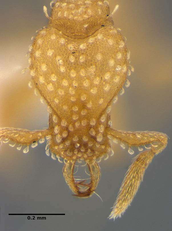 Image of <i>Strumigenys radix</i>