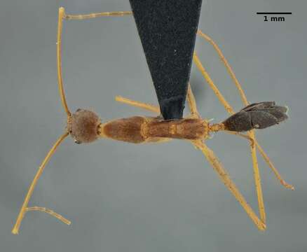 Image of Odorous Ants
