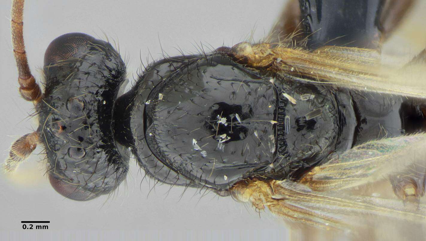 Imagem de Centromyrmex brachycola (Roger 1861)