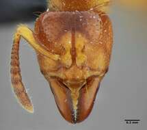 Imagem de Centromyrmex sellaris Mayr 1896