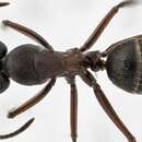 Image of Camponotus herculeanus (Linnaeus 1758)