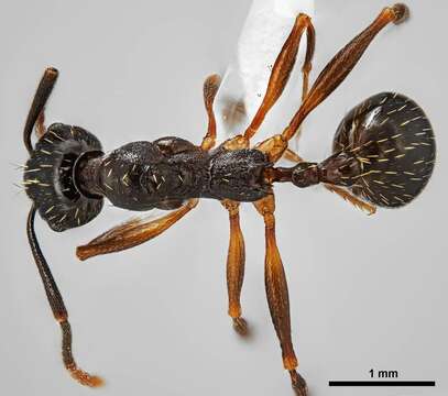 Image of Aphaenogaster picea (Wheeler 1908)