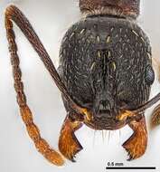 Image of Aphaenogaster picea (Wheeler 1908)