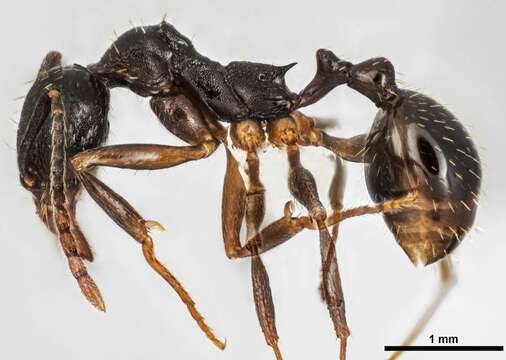 Image of Aphaenogaster picea (Wheeler 1908)