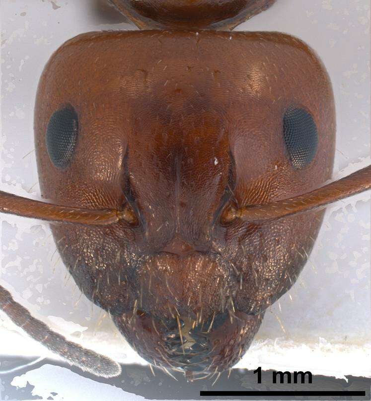 Image of Camponotus lateralis (Olivier 1792)