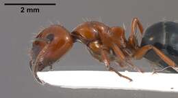 Image of Camponotus lateralis (Olivier 1792)