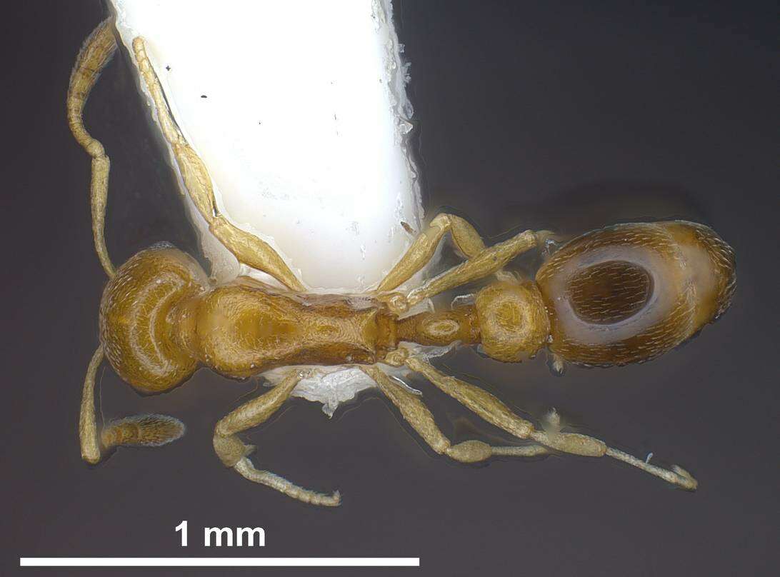 Image de Cardiocondyla compressa