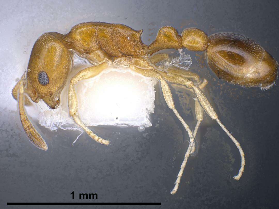 Image de Cardiocondyla compressa