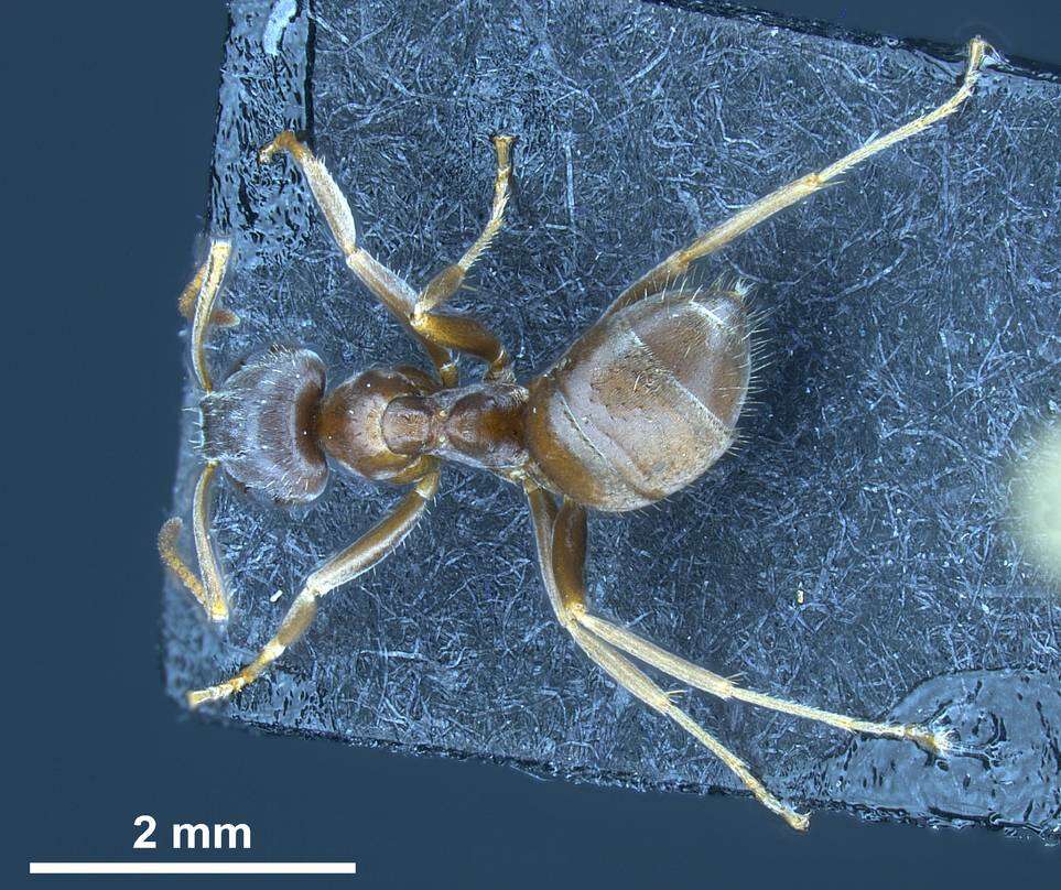 Image de <i>Lasius bombycina</i>