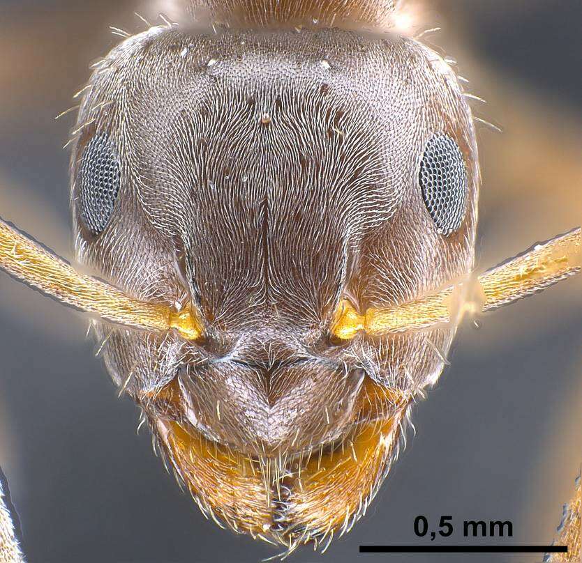 Image de <i>Lasius bombycina</i>