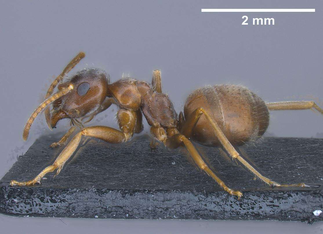 Image de <i>Lasius bombycina</i>