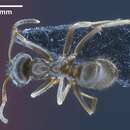 Image de <i>Lasius casevitzi</i> Seifert & Galkowski 2016